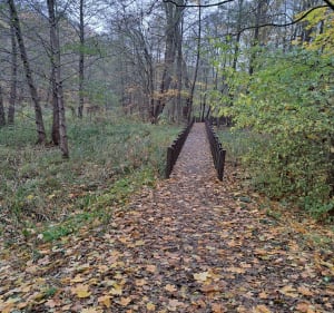 Staw Olszak - Poznań - 3