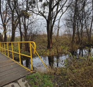 Nad Jezioro Kamionkowskie - Toruń - 5