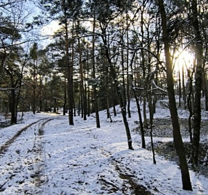 Spacer po sosnowym lesie. Mazowiecki park krajobrazowy - Warszawa - 3