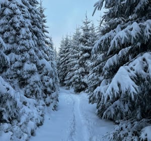 Z żabnicy przez halę boraczą, lipowską i Rysiankę - Żabnica - 5