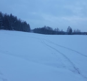 Spacer między laskami - Jaworzno - 3
