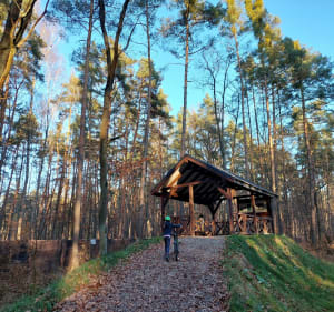 Puszcza Niepołomicka - Żubry - Czarny Staw - Katarzyna - 4