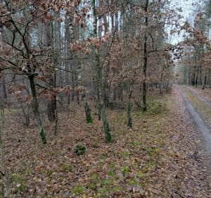 Jesień w lesie - Gołaźnia - 5