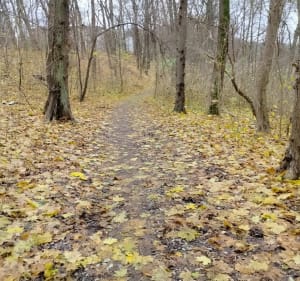 Kładka wśród drzew w Poznaniu - Poznań - 4