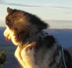Boucle aux alentours du Chenavari d'une Whippet de Besace - Rochemaure - 5