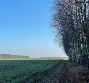 Dąbrowa Lipowska - Lipowczyce - 3