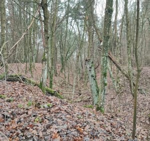 Z Brodnicy do głazu narzutowego w Szramowie - Brodnica - 5
