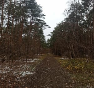 Spacer po lesie w okolicach Piaseczna - Jazgarzewszczyzna - 3