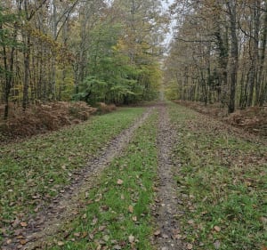 Balade en forêt de Russy - Chailles - 5