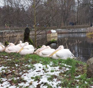 Park miejski im. Majkowskiego i jego ptasi rezydenci - Wejherowo - 3
