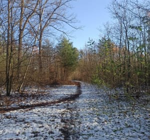 Rezerwat Biele Chojnowskie - Wólka Pęcherska - 3