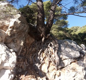 Gros cerveau Ollioules vue panoramique Toulon Sanary - Ollioules - 5