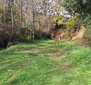 Nizas et ses 15 km - Nizas - 3