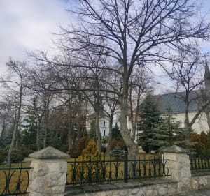 Spacer wśród zielonych terenów Oleśnicy - Oleśnica - 3