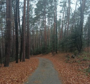 Leśne Molo na górze miejskiej w Starym Sączu - Stary Sącz - 5