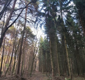 Spacerowa trasa po Starym Gaju w Lublinie - Lublin - 4