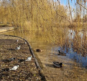 Park Lotników - Kraków - 4