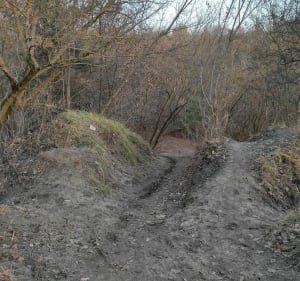 Górzysty las Bielański - Wojciech - 3