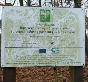 Sosna opleciona dębem - pomnik przyrody - Lubsko - 3
