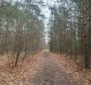 Ścieżki Lasku Miejskiego w Ozorkowie - Ozorków - 4