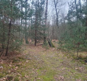 Ścieżki Lasku Miejskiego w Ozorkowie - Ozorków - 5