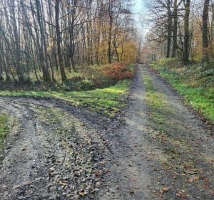 Dans les bois de Berdoues - Berdoues - 5