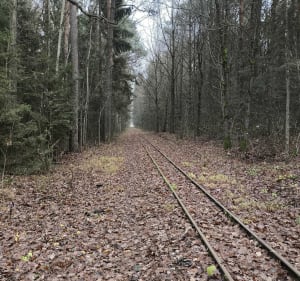 Spacer na Krynoczkę leśnymi ścieżkami - Hajnówka - 4