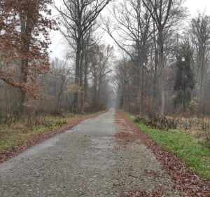 Las Mokrzański, pętla - Łukasz - 5