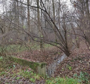 Las Mokrzański, pętla - Łukasz - 3