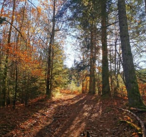 Au coeur des Monnedieres - Entre Vedrenne et la Brette - Égletons - 3