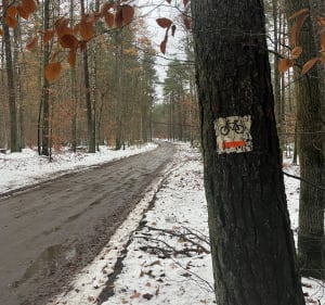 Lasy Kobylnicy - Kobylnica - 5