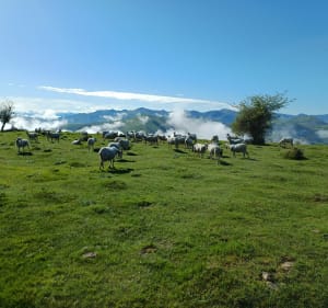 Sommet du Pagaburu depuis le Col des Palombières - Philippe - 4