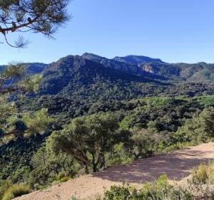 Une petite boucle dans l'Estérel depuis Le Trayas. - Saint-Raphaël - 3