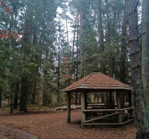 Aktywnie w Lesie Miejskim - Olsztyn - 3
