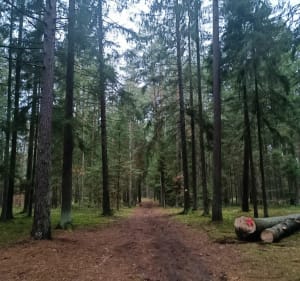Aktywnie w Lesie Miejskim - Olsztyn - 4