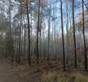Lasy Czerniejewskie, Wierzyce - Wierzyce - 3