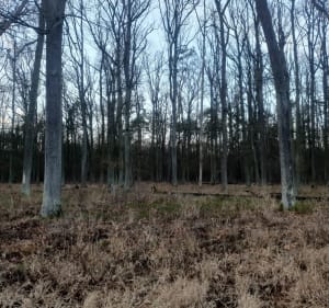Wokół rezerwatu przyrody "Dąbrowa Grotnicka". - Orła - 4