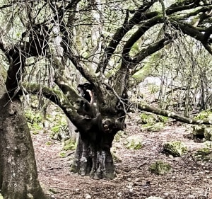 Sentier des chênes - Tourrettes-sur-Loup - 3