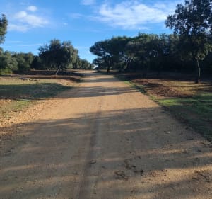 Promenade en Garrigues à Cabrières - Cabrières - 4