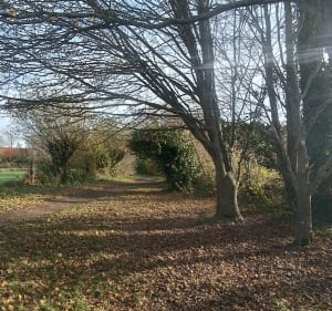 Dans les marais de Clairmarais, par le Champ du Rat - Clairmarais - 3