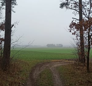 Rakowiecka rundka po lesie - Rakowiec - 3