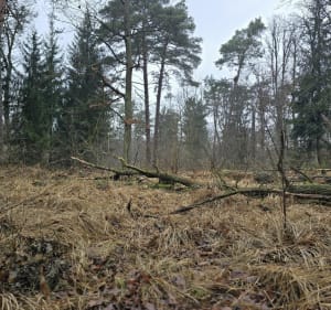 Z Krajkowa wzdłuż Warty na południe - Krajkowo - 5