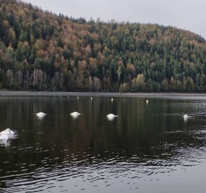 Voie Verte Raon l'Étape jusqu'à Celles sur Plainee - Raon-l'Étape - 4