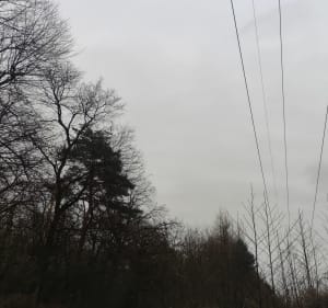 Lasek Libiąż Gromiec - Libiąż - 4