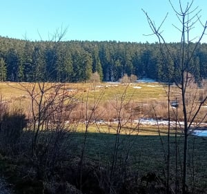 Balade au grand bois Frison - La Versanne - 3