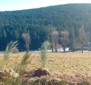 Balade au grand bois Frison - La Versanne - 5