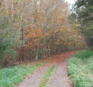 Autour de Blajan par les sous bois - Blajan - 4