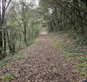 Petit chemin forestier au Rocher - Longeville-sur-Mer - 3