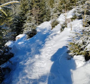 Forêt des 4 sous - Villard-sur-Doron - 4