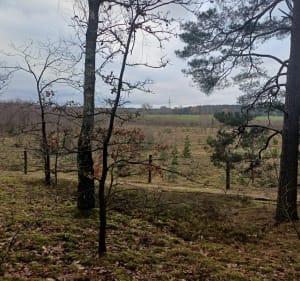 Z centrum przez Anielin do wieży Tecława - Okonek - 3